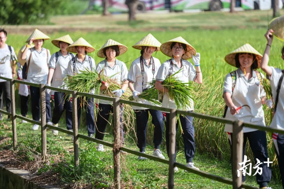 石门实验中学学生在田间体验水稻收割、农耕种植等系列农活。学校供图