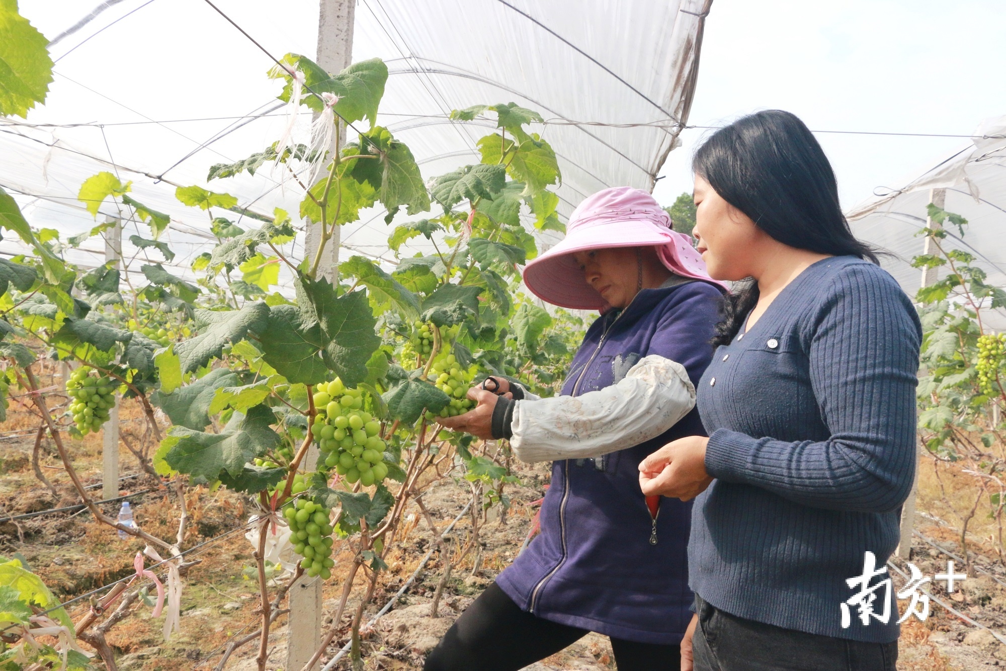 省级示范家庭农场场主李荣欢指导手下员工给反季葡萄修枝。黄烨倩 摄