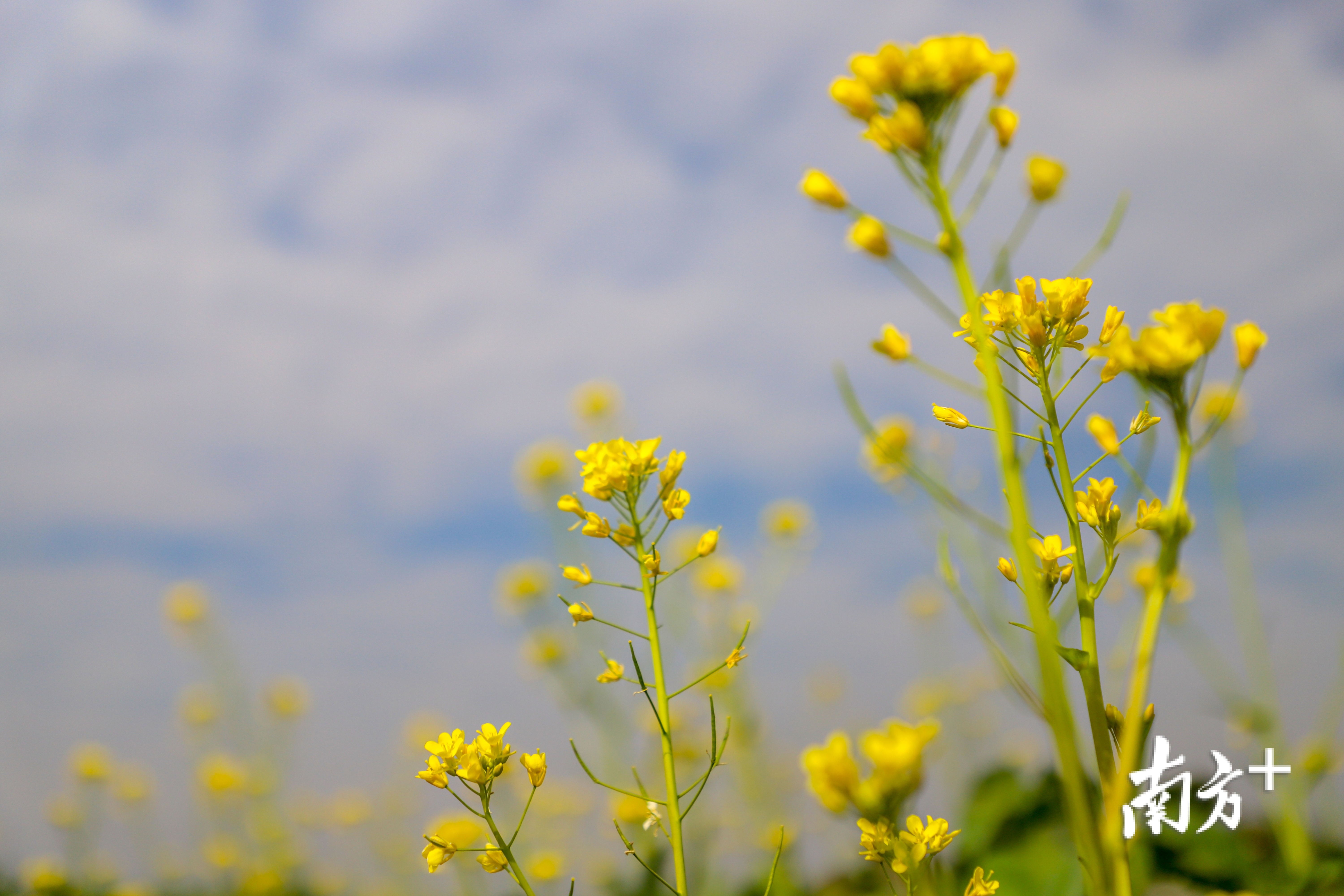 据了解,今年桥头将在荷花产业园里打造“七彩”花田。