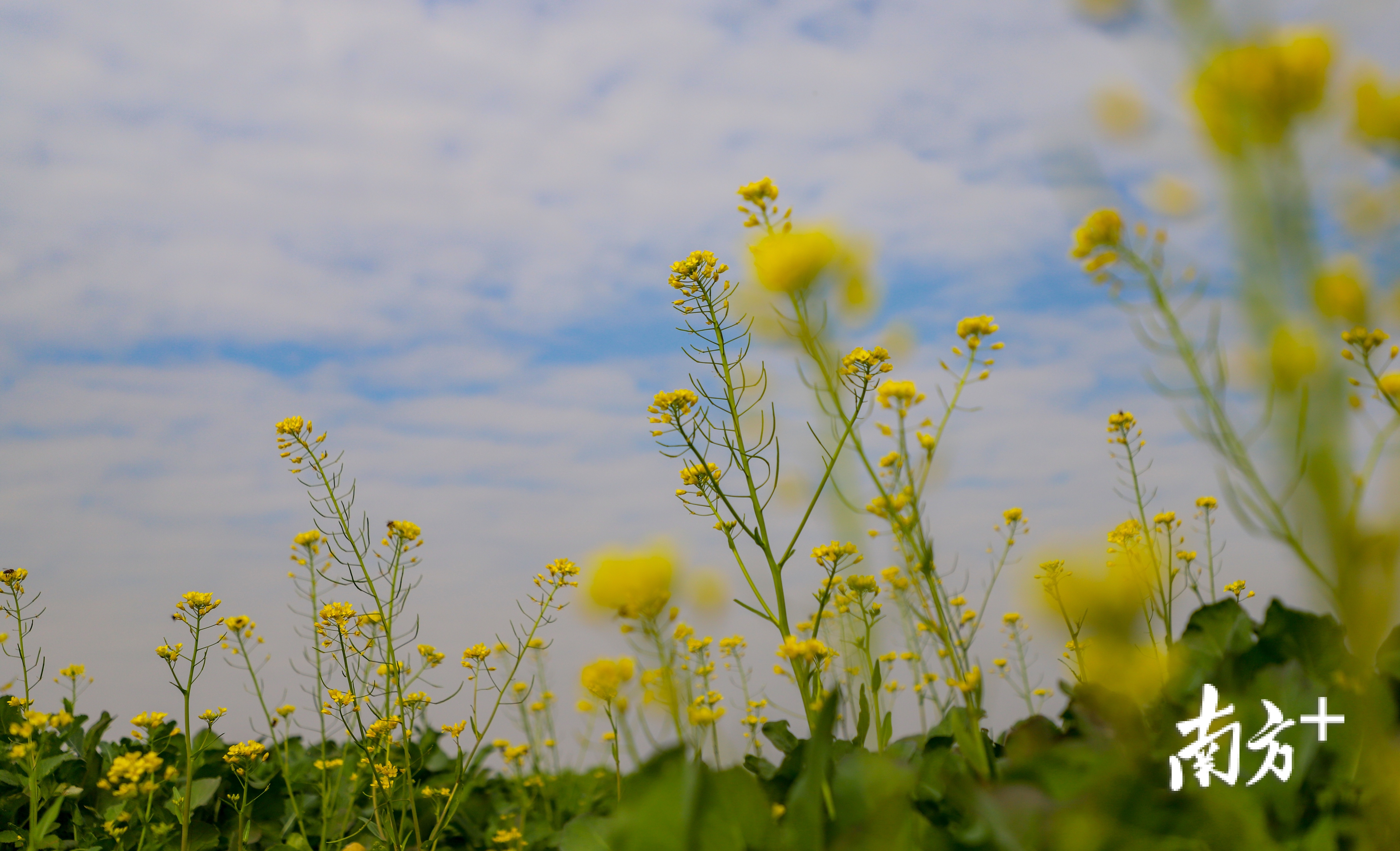 据了解,今年桥头将在荷花产业园里打造“七彩”花田。