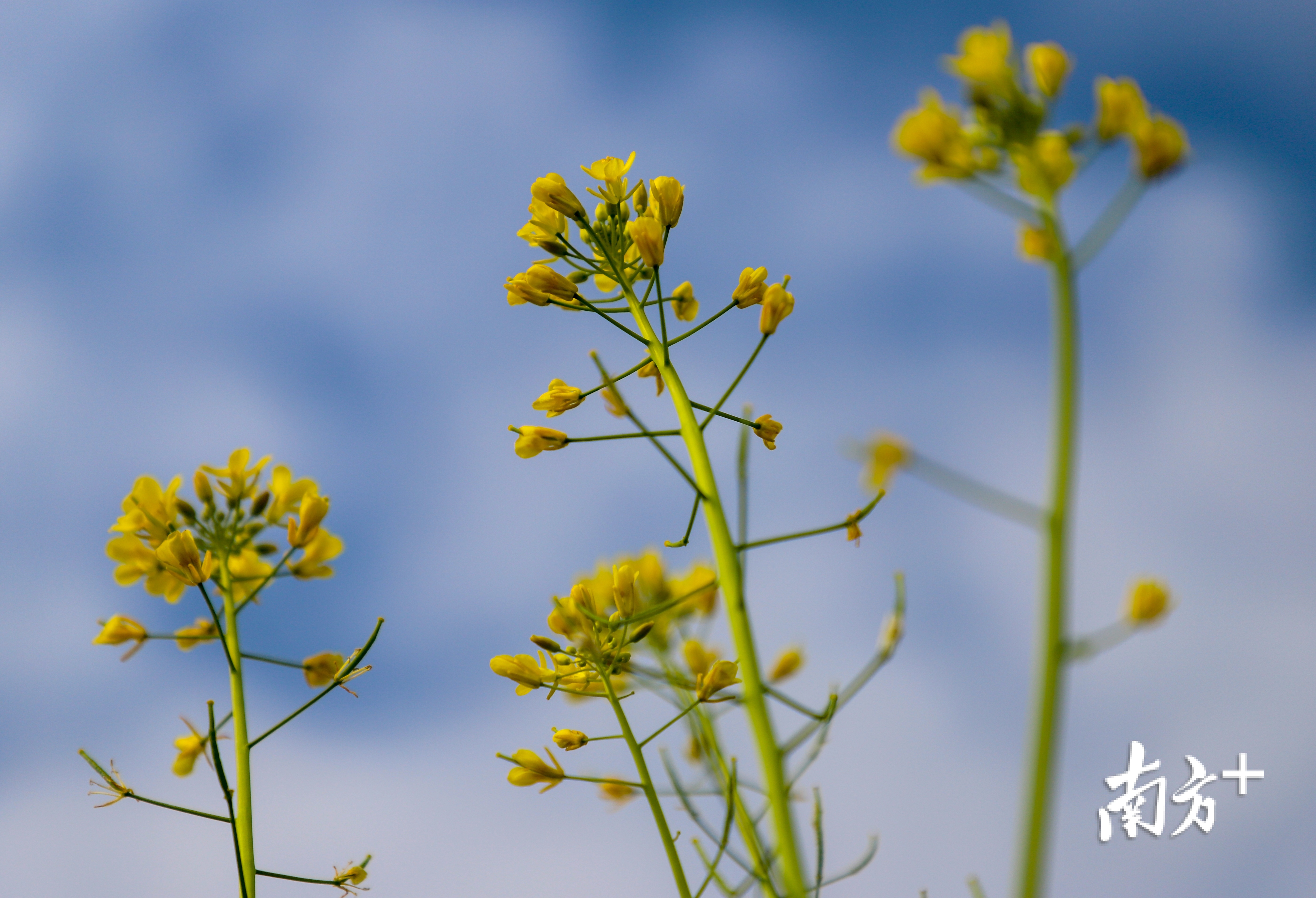 据了解,今年桥头将在荷花产业园里打造“七彩”花田。