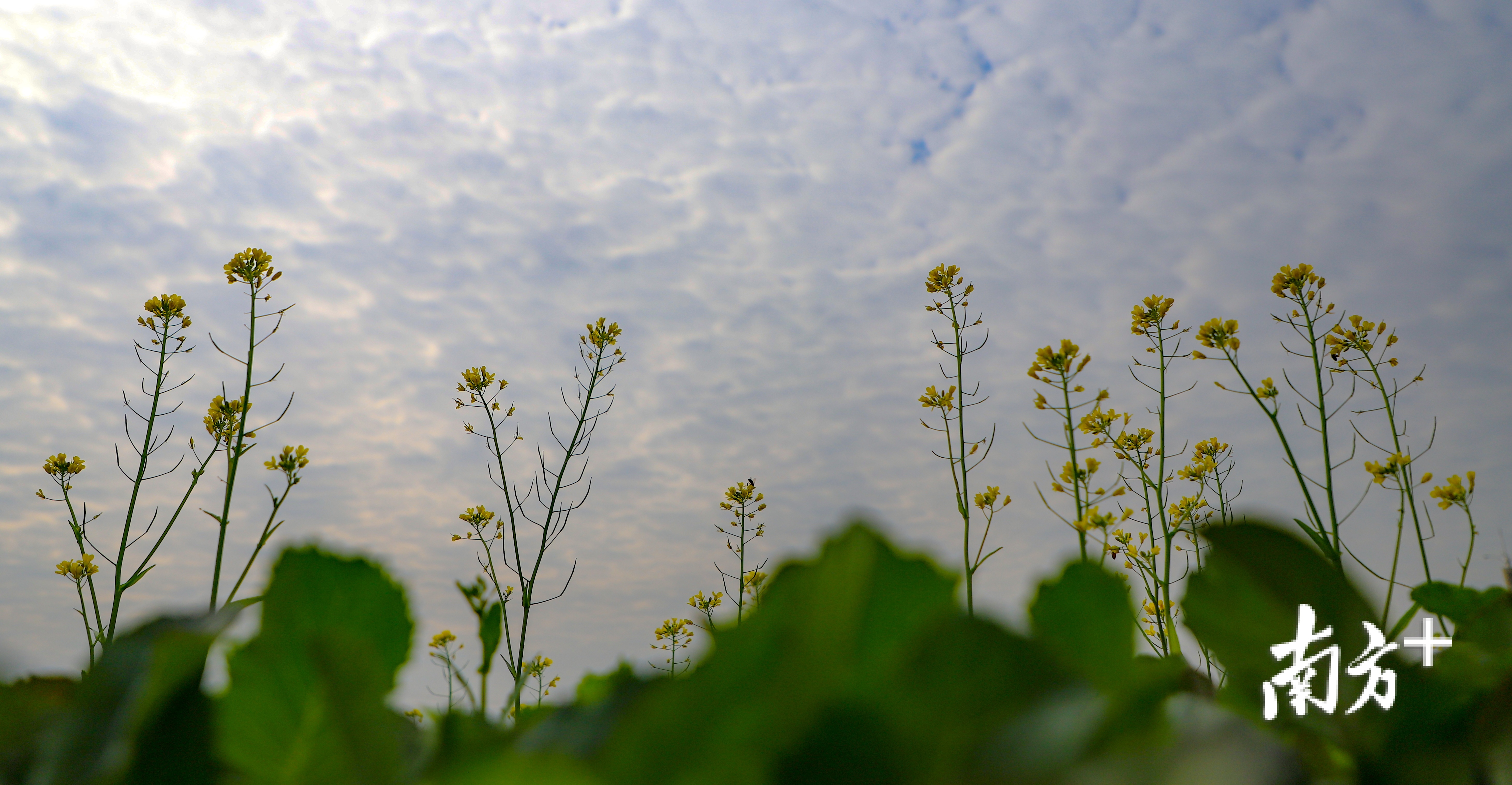 据了解,今年桥头将在荷花产业园里打造“七彩”花田。