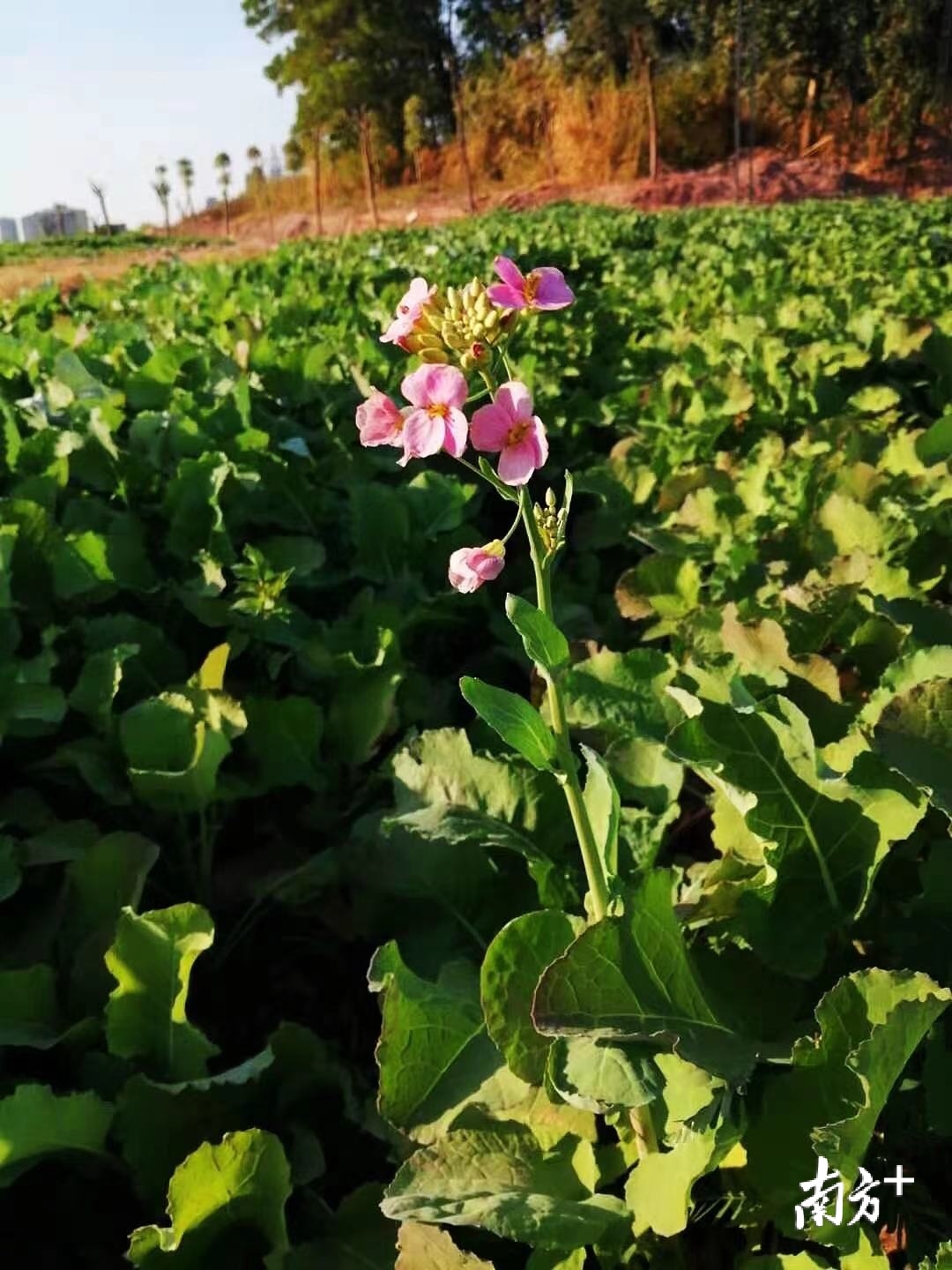 据了解,今年桥头将在荷花产业园里打造“七彩”花田。