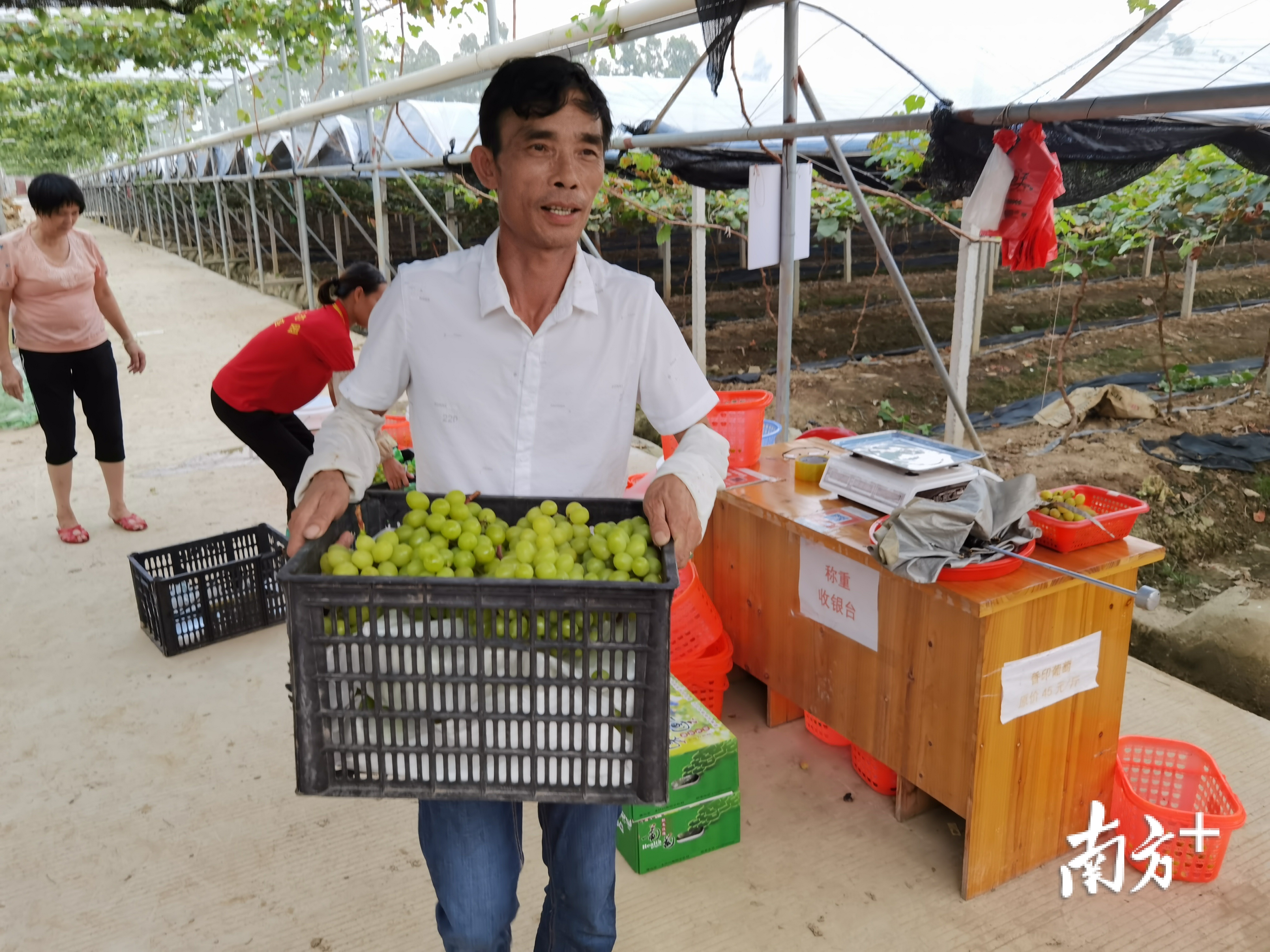 中社村葡萄园丰收时节,何文胜带领村民采摘葡萄。张秀蓝 摄 中社村葡萄园丰收时节,何文胜带领村民采摘葡萄。张秀蓝 摄