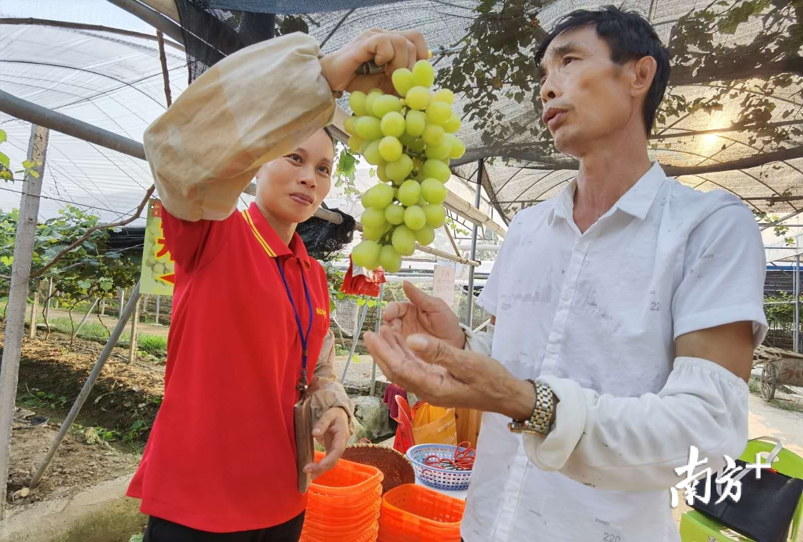 何文胜向游客介绍中社村香印葡萄。张秀蓝 摄 何文胜向游客介绍中社村香印葡萄。张秀蓝 摄