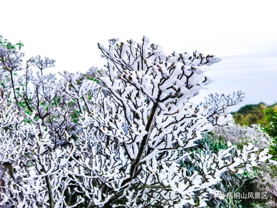 去深圳梧桐山看雪!