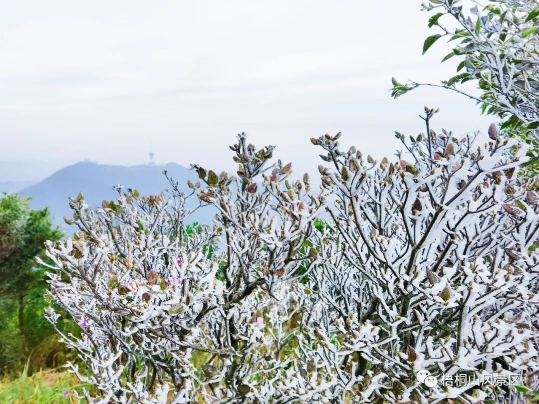 2016年深圳梧桐山下雪图片