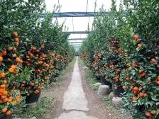 视频丨花农桔农：网络销售有挑战，能否开通社区等零售点？