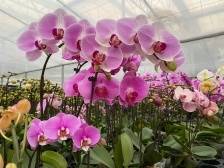 年花年桔不哭，大家都动起来了|倡议书