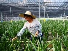 后队变前队！看广东如何实现山乡巨变