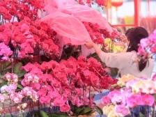 别样春节·在+逛花市丨广东花市新玩法：云赏蝴蝶兰，下单送到家