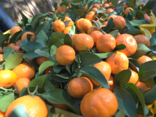 记者探寻增城冰糖桔园，教您选果