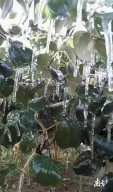 梁化青枣被冻成“冰树”
