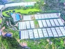 实现产业兴旺，看广东如何抓住乡村振兴这个“牛鼻子”