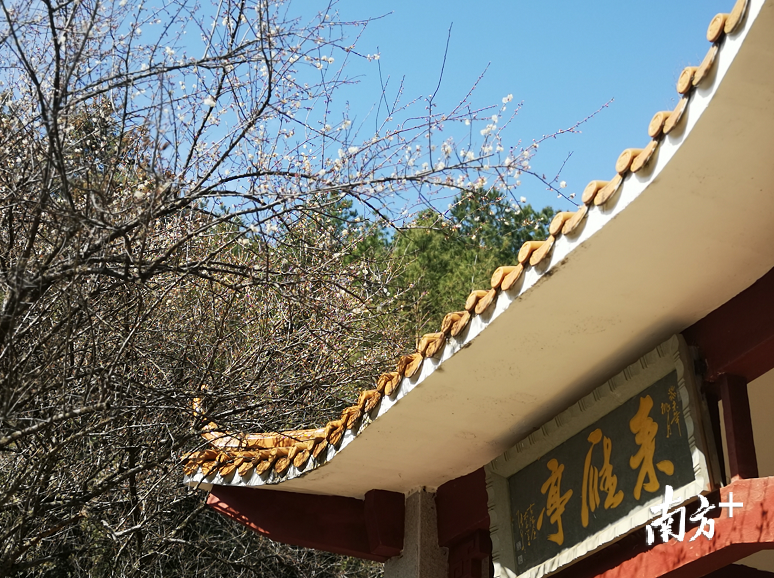寻香赏梅正当时。