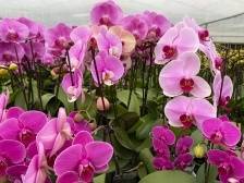 5G助力，快来买花过大年