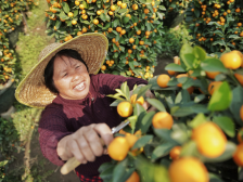 新年添福气！年桔套餐低价来袭，买它买它！