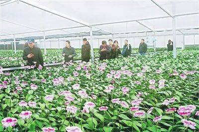 走向我们的小康生活 云城区前锋镇 小小蝴蝶兰开出致富花 南方plus 南方 走向我们的小康生活 云城区前锋镇 小小蝴蝶兰开出致富花 南方plus 南方