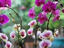 珠海线上迎春花市喊你来买花！