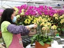 线上+线下！东莞“组合拳”疏导年花销售压力