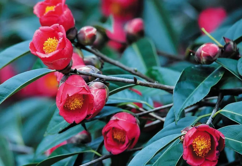 图为盛开的红花油茶花 。资料图
