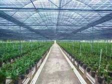 云花市来了！南方+带你观赏四会兰花