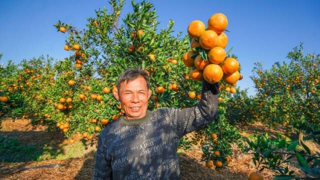 “大吉”潮州柑正当时！ 一起品尝甜蜜，传递吉祥！