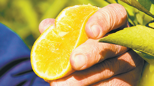 麻岗牛门荒坡产金果！种了2年的沃柑，首迎采摘季|电白扶贫基地收获季