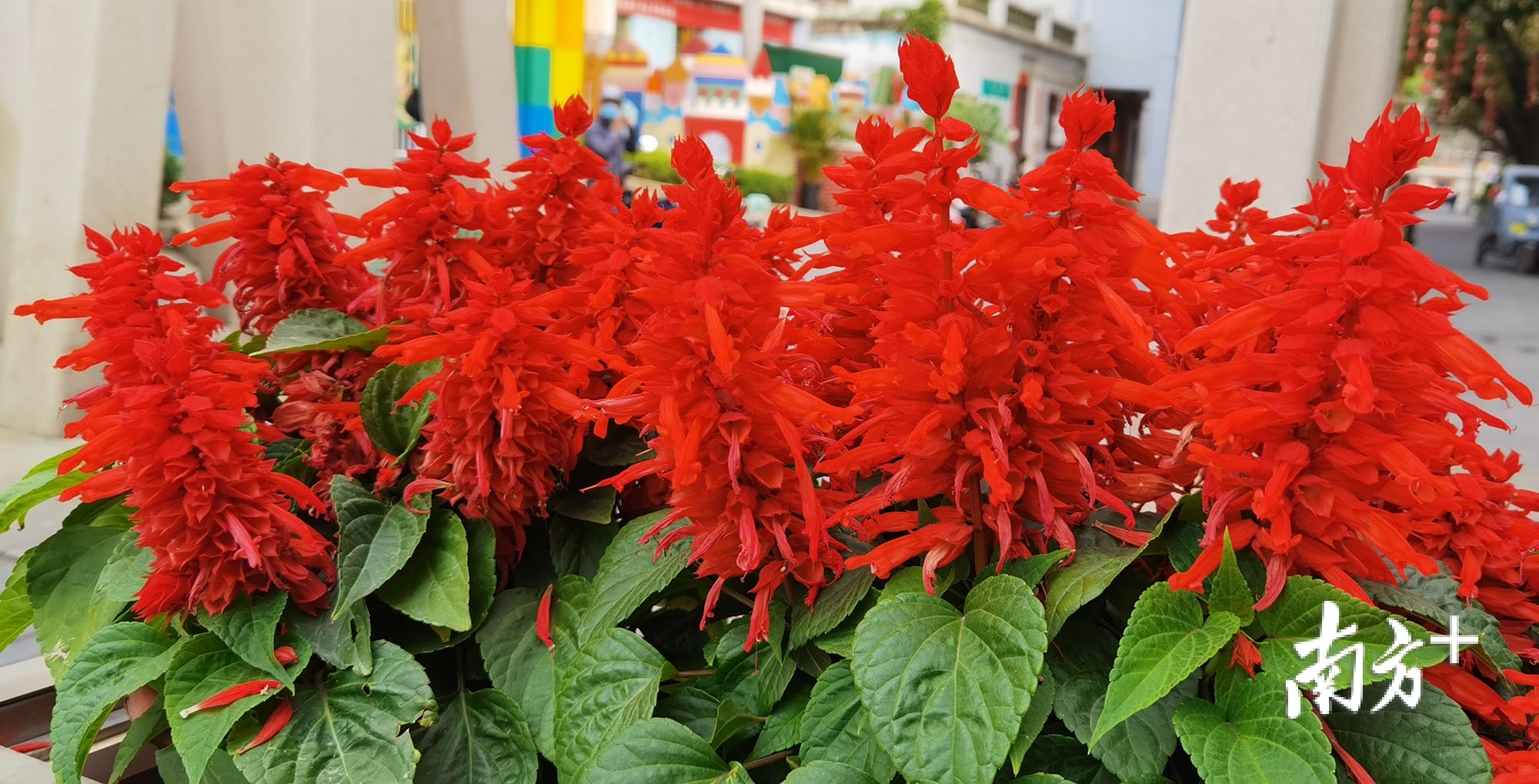 潮州古城，卡口的智能花箱上迎春花开得正红。