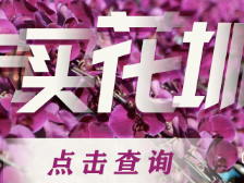 深圳哪买花，一键南方+！3200个购花档等你来