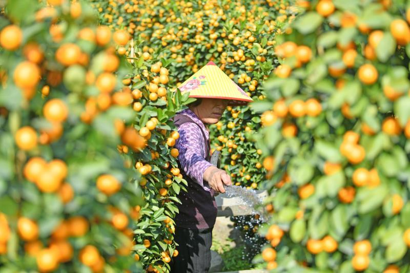 “千年花乡”的陈村是全国最大年桔生产基地。