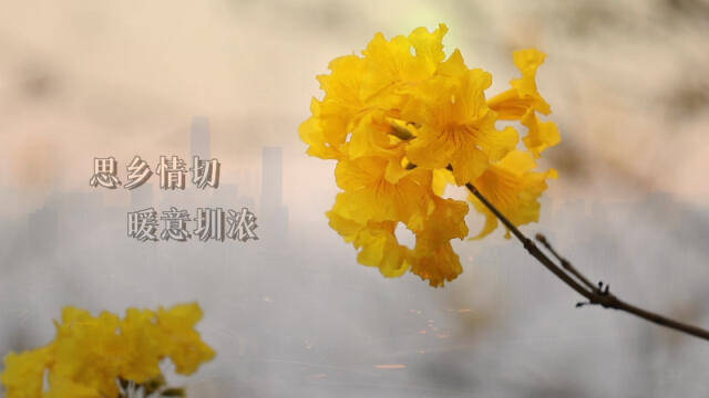 温暖异乡人，深圳百家异地商会喊你就地过年，带头送福利！