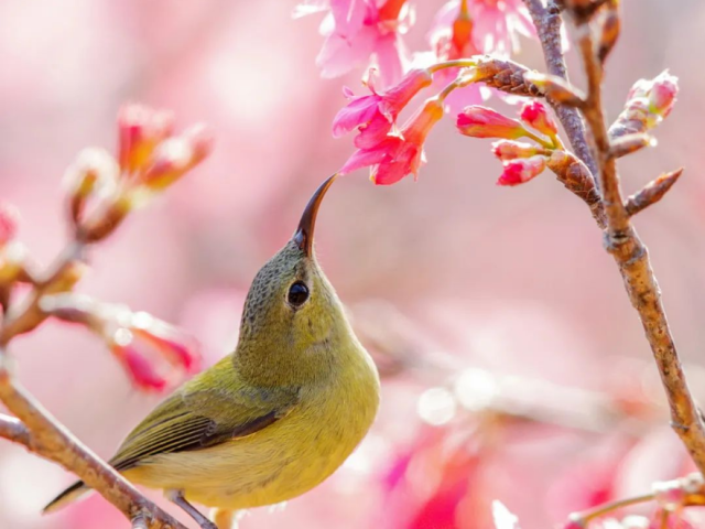 春意渐露 年味愈浓 | 美丽清远
