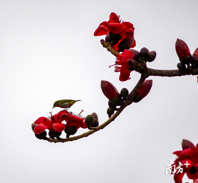 组图 今日立春 一城春色半城花 惠州美景不可辜负 南方plus 南方 组图 今日立春 一城春色半城花 惠州美景不可辜负 南方plus 南方