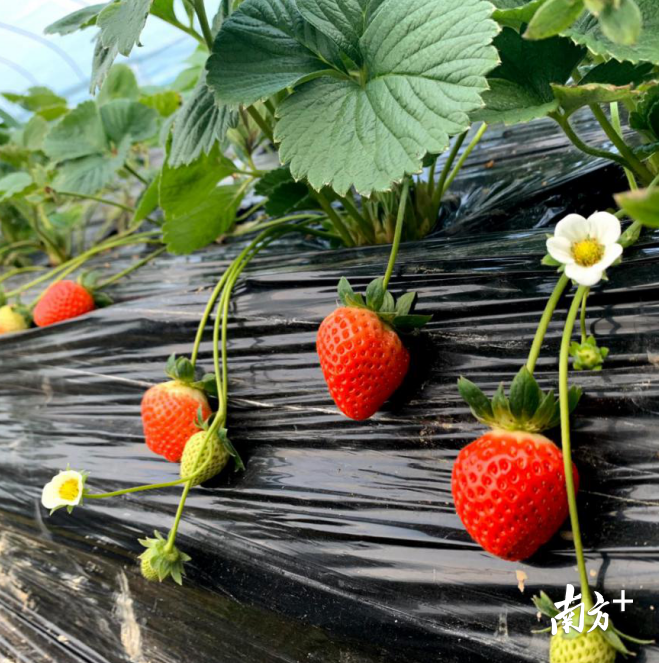 亩产四五千斤!到韶关仁化这个地方,体验摘出来的“莓”好生活。 亩产四五千斤!到韶关仁化这个地方,体验摘出来的“莓”好生活。