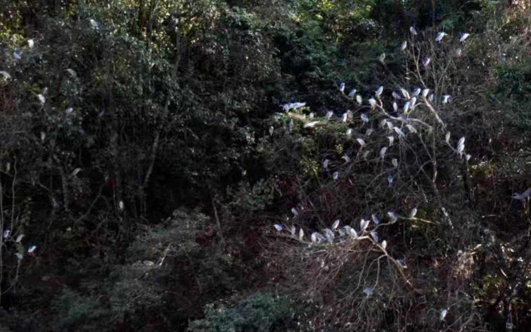 韶关丹霞山自然保护区:良好生态环境 候鸟变留鸟