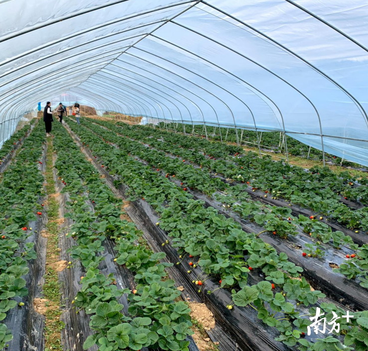 亩产四五千斤!到韶关仁化这个地方,体验摘出来的“莓”好生活。 亩产四五千斤!到韶关仁化这个地方,体验摘出来的“莓”好生活。