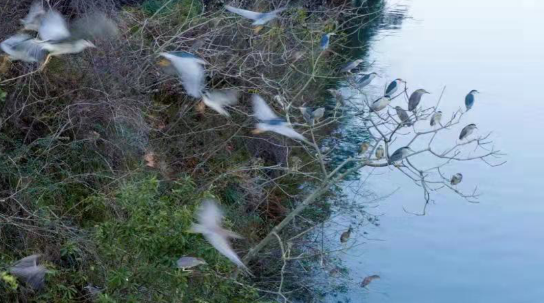 韶关丹霞山自然保护区:良好生态环境 候鸟变留鸟