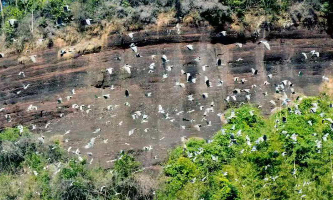 韶关丹霞山自然保护区:良好生态环境 候鸟变留鸟