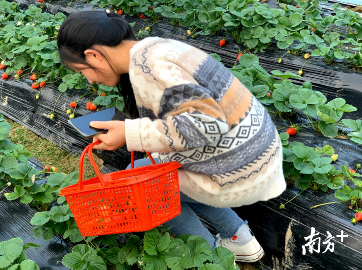亩产四五千斤!到韶关仁化这个地方,体验摘出来的“莓”好生活。 亩产四五千斤!到韶关仁化这个地方,体验摘出来的“莓”好生活。