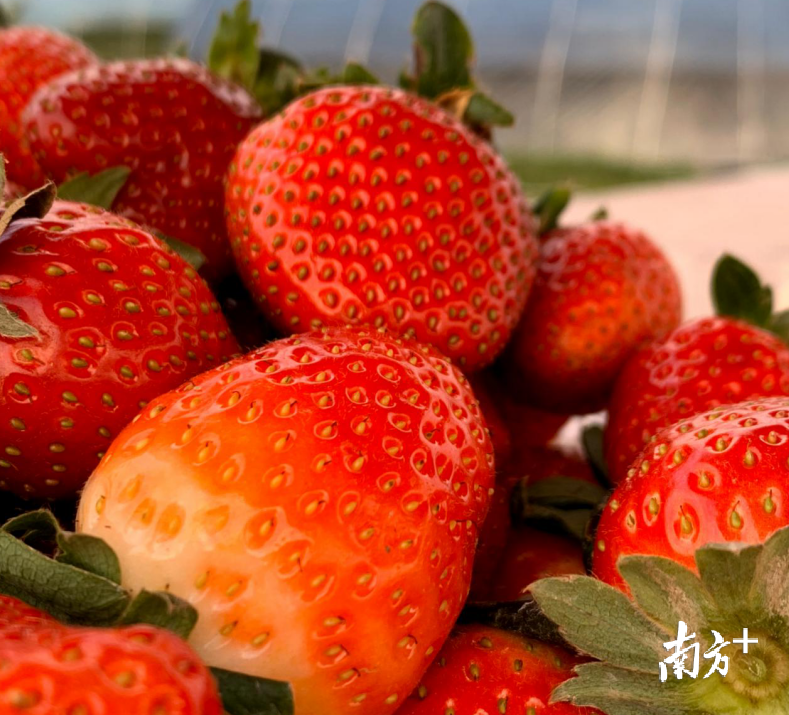 亩产四五千斤!到韶关仁化这个地方,体验摘出来的“莓”好生活。 亩产四五千斤!到韶关仁化这个地方,体验摘出来的“莓”好生活。