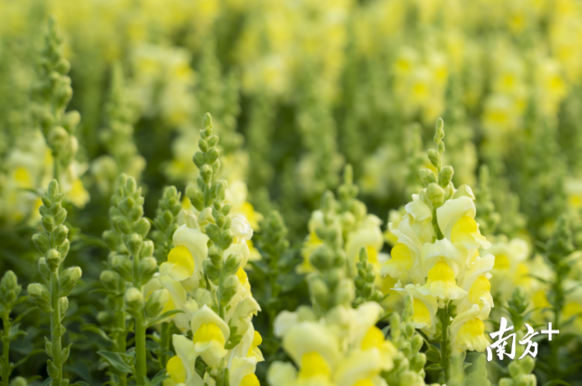 “互动式”春节花坛亮相东莞中心广场，夜景还有“萤火虫”