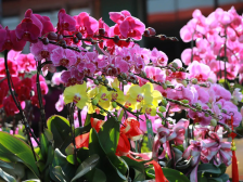 云上花市“花”式助农！增城首届线上迎春花市在宁西街开播