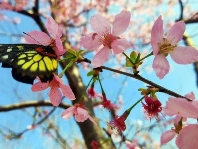 免费开放！珠海这片樱花林，开得正艳！