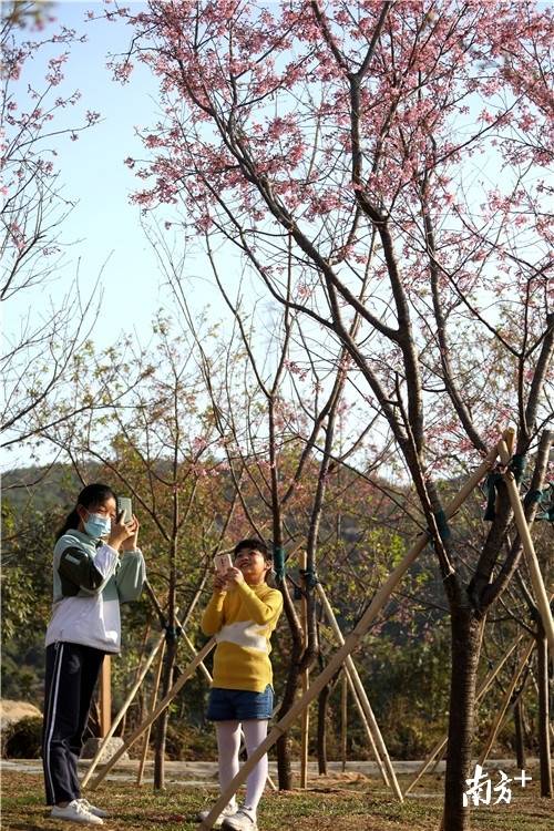 图集 | 送你一朵小粉花！珠海这里的樱花灿烂绽放