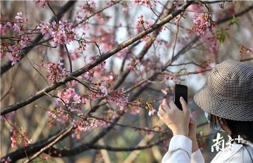 图集 | 送你一朵小粉花！珠海这里的樱花灿烂绽放