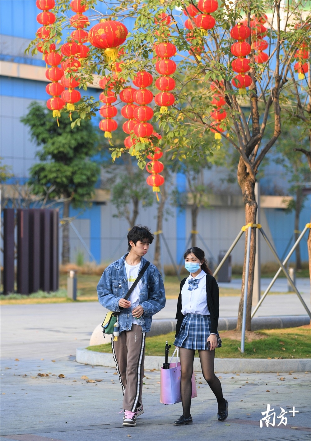 一对情侣走过灯笼树下。杨兴乐摄