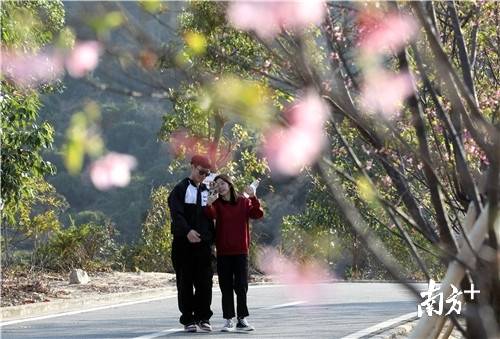 图集 | 送你一朵小粉花！珠海这里的樱花灿烂绽放