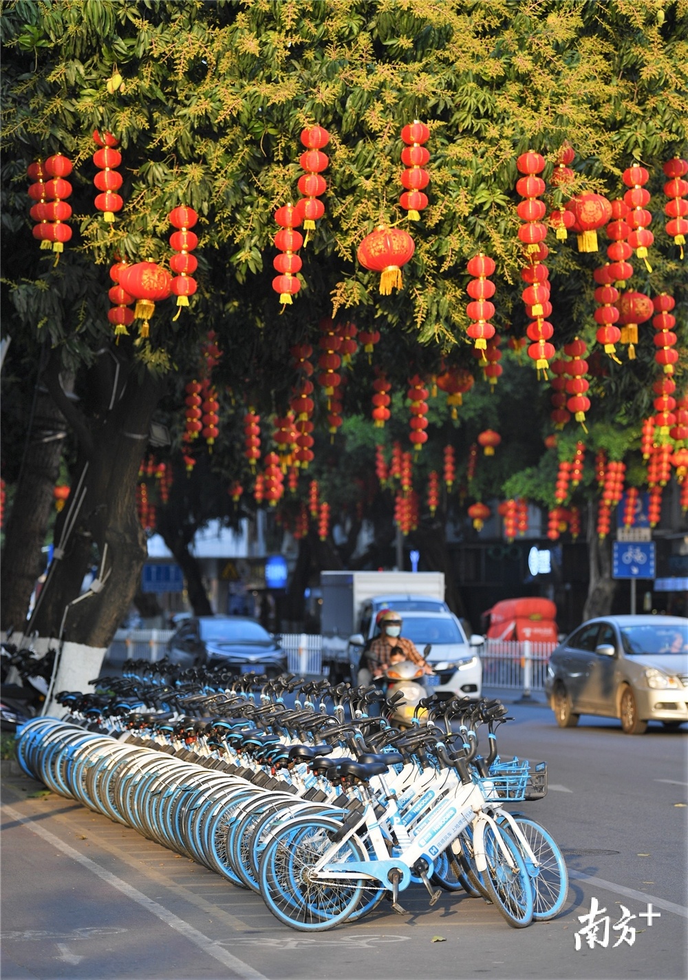 开花的芒果树挂满红灯笼，树下共享单车整齐摆放。杨兴乐摄