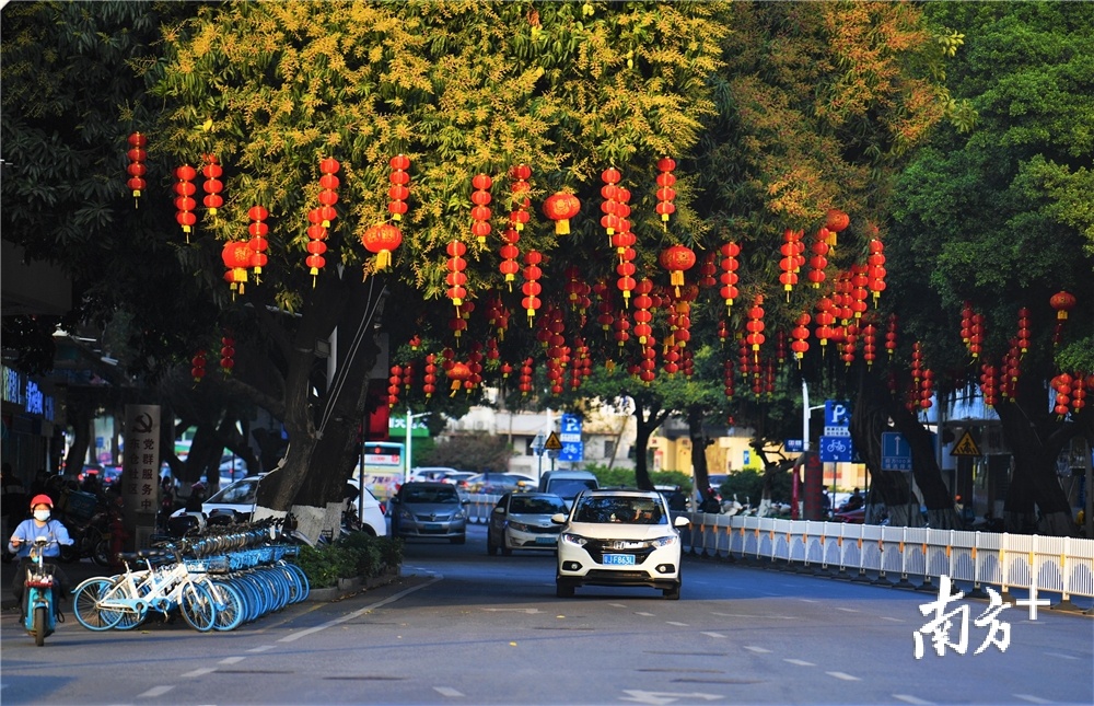 红灯笼挂在开满花的芒果树上，煞是好看。杨兴乐摄